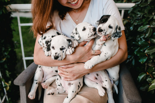 Pet Insurance Guide